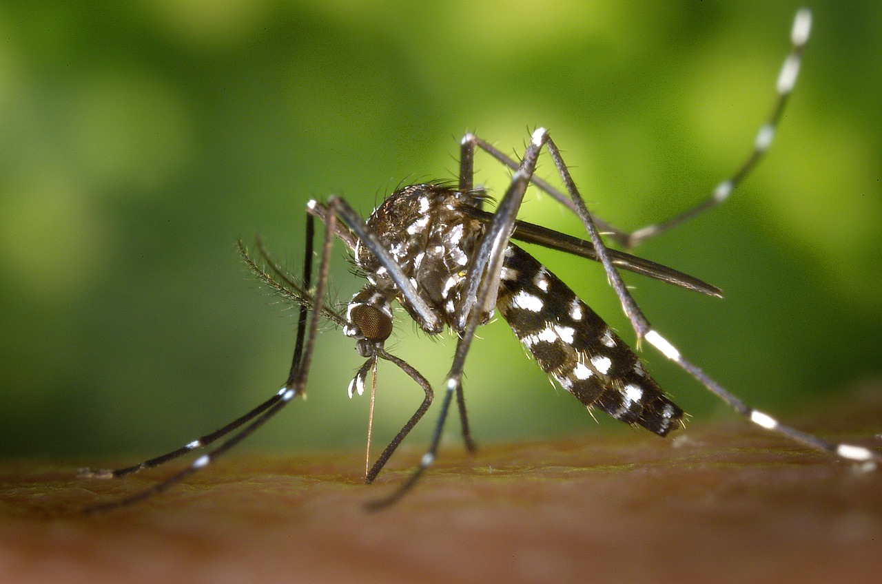 Zika virus: Wat moet je weten voordat je op reis gaat?